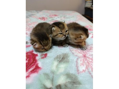 Safkan evde bakılan scottish fold yavrular