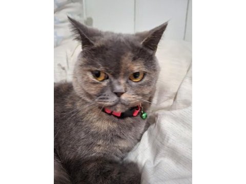 British shorthair kızımızı sahiplendirmek istiyoruz