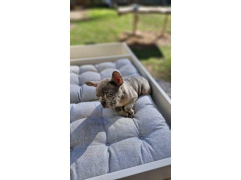 French bulldog lilac merle erkek