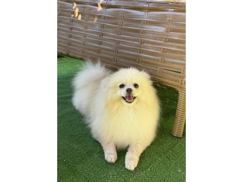 Yetışkın erkek pomeranian boo