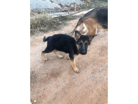 A şecereli safkan alman kurtlar