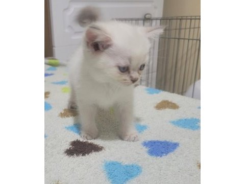 British shorthair blue point