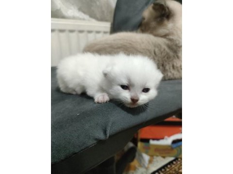 Scottish fold blue point
