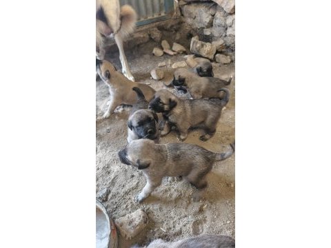 Orjinal sivas kangal yavruları
