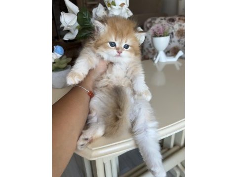 Golden ny12 dişi british longhair show kalite