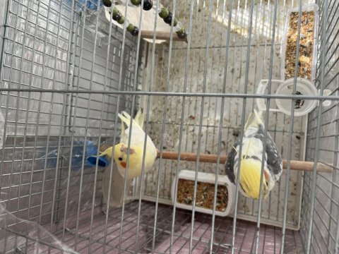 Erkek konuşan dişi kırmızı göz çift sultan papağanı