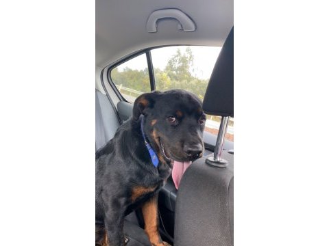 Safkan rottweiler