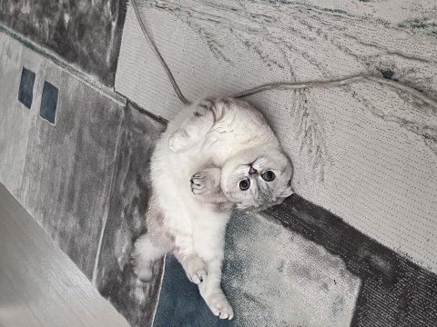 Sevgi dolu yuvasını arıyor erkek cins kedimiz