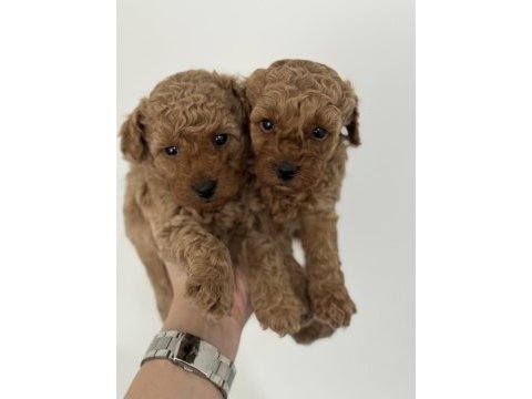 Tüy dökmeyen koku yapmayan toy poodle