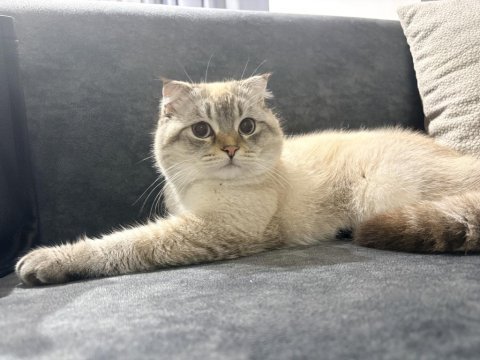 Erkek scottish fold kedisi