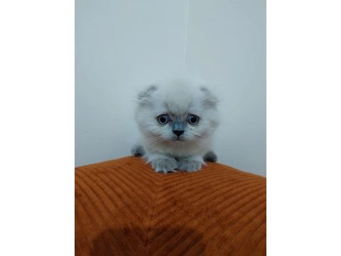 Scottish fold kardeşler yeni yuvasını arıyor