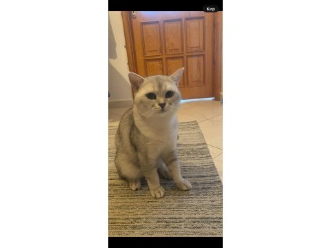 British shorthair kısır ve çok uysal