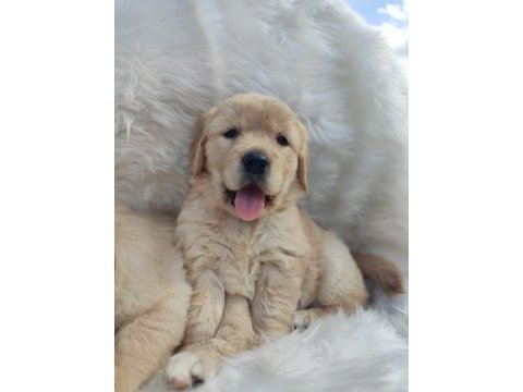 Bebek yüzlü golden retriever yavrularımız