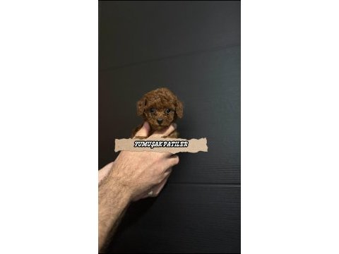 Kore red brown poodle