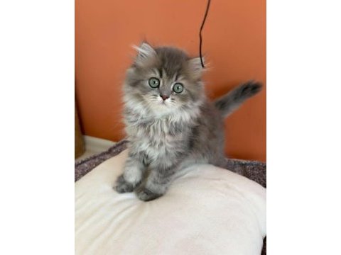 British longhair yavrumuz şecereli baba