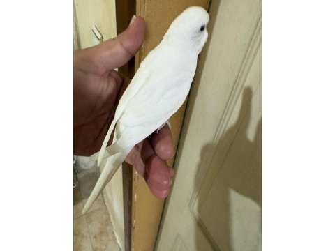 29 günlük albino dişi bebek muhabbet kuşu