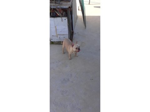 Micro blue tan crem french bulldog