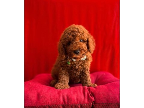 Red brown toy poodle bebekler