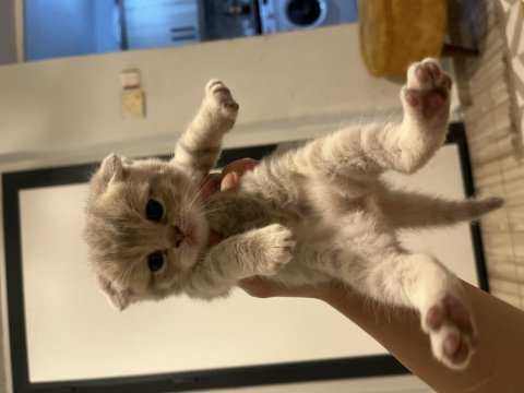 Minik scottish fold bebeklerim