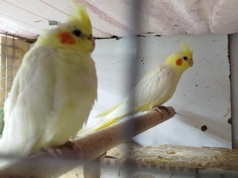 Evcil ve yavru sultan papağanı bebekler