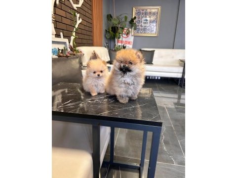 Ayı yavruları gibi pomeranian