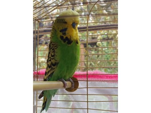 Satılık sow jumbo muhabbet kuşu