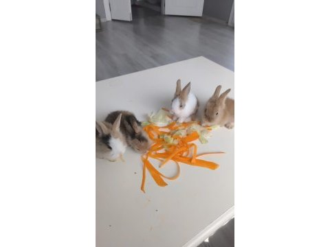 Hollanda teddy lop tavşan