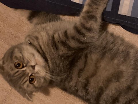 Kızımızı çiftleştirmek istiyoruz scottish fold