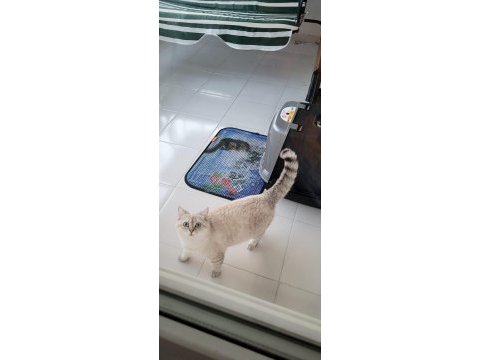 5 aylık british longhair