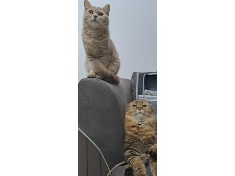 2 kedimi ücretsiz sahiplendiriyorum