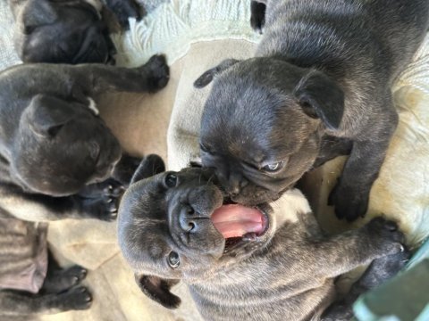 French bulldog yavrular