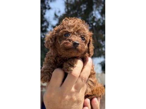 Toypoodle sevimli yavrular ruhsatlı çiftlik 