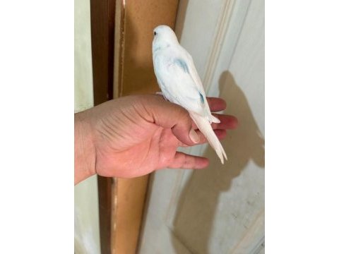 29 günlük konuşturmalık bebek muhabbet kuşu