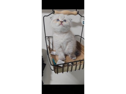 Scottish fold kedisi