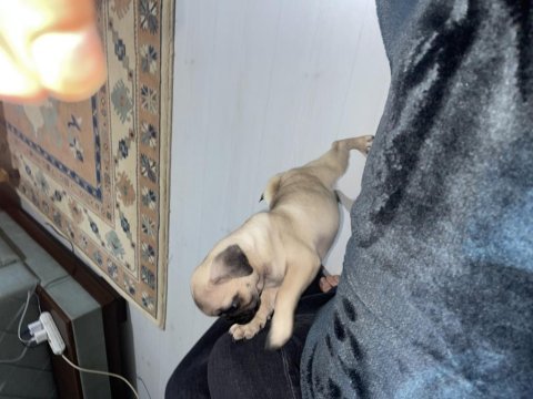 Pug a kalite 2,5 aylık