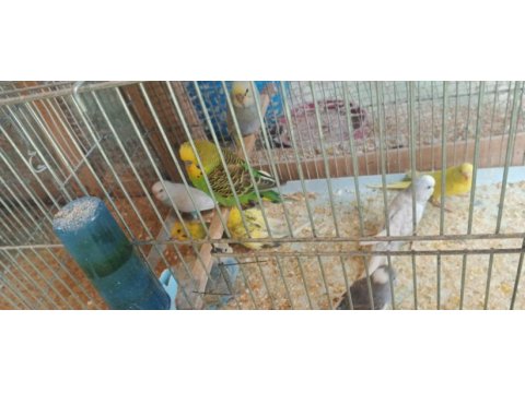 Alıştırmalık konuşturmalık muhabbet kuşu bebekler