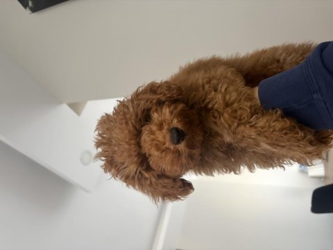 4 aylık toy poodle