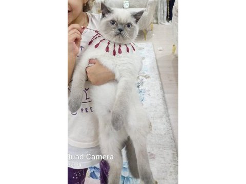 British blue poınt erkek