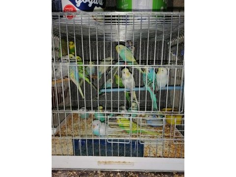 Yerli üretim rengarenk kuşlar kalem gibi
