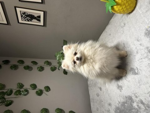 Orta düzey kusursuz güzellikte ithal 2 yaşında pomeranian