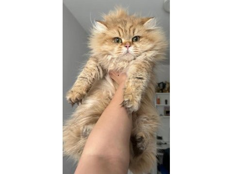British longhair (blh) by 11 erkek