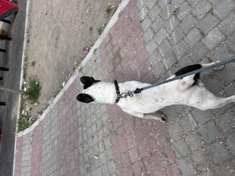 Mama karşılığı sahiplendirilecek french bulldog