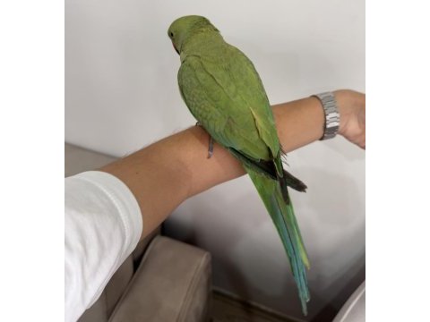 Full evcil pakistan papağanı