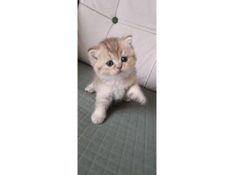British shorthair 2,5 aylık
