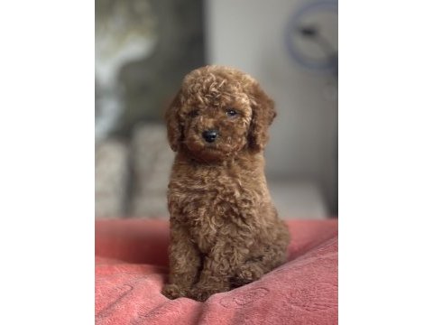 Dişi red brown toy poodle yavru