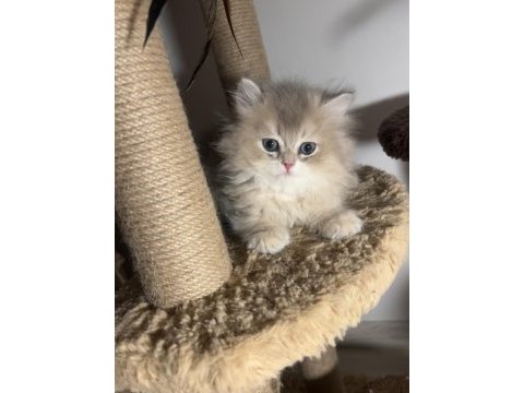 British longhair ay12 ikiz erkek dişi kardeşler