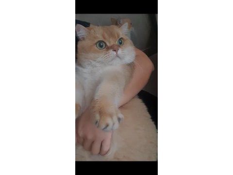 British shorthair ny11 golden
