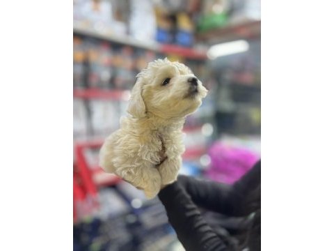 2 aylık günü gelen aşıları yapıldı maltipoo