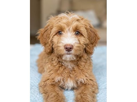 Maltipoo erkek