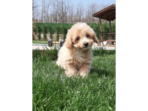 Zeki ve tüy dökmeyen karakteriyle maltipoo yavruları